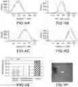 Fig. 05 - Method and apparatus for the non-invasive measurement of tissue function and metabolism by determination of steady-state fluorescence anisotropy