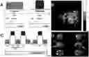 Fig. 01 - Method to Detect Perfusion and Brain Functional Activities Using Hyperpolarized 129Xe MRI