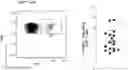Fig. 01 - MATERIALS AND METHODS FOR PRODUCING BIOENGINEERED VIRUS SPECIFIC LYMPHOCYTES