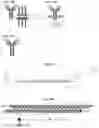 Fig. 46 - Compositions and methods of treating muscle atrophy and myotonic dystrophy