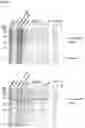 Fig. 04 - Polypeptide and its use in affinity purification