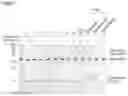 Fig. 06 - Polypeptide and its use in affinity purification