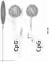 Fig. 07 - TLR9-TARGETED THERAPEUTICS