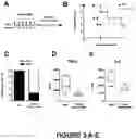 Fig. 08 - ENGINEERED T-CELL MODULATING MOLECULES AND METHODS OF USING SAME