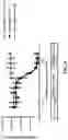 Fig. 07 - Antibody molecules comprising a single-domain antigen-binding site and Fab fragments