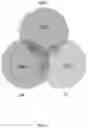 Fig. 02 - MULTIPOTENT ADULT STEM CELLS: CHARACTERIZATION AND USE