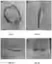 Fig. 05 - MULTIPOTENT ADULT STEM CELLS: CHARACTERIZATION AND USE