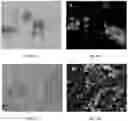 Fig. 06 - MULTIPOTENT ADULT STEM CELLS: CHARACTERIZATION AND USE