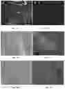 Fig. 07 - MULTIPOTENT ADULT STEM CELLS: CHARACTERIZATION AND USE