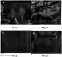Fig. 08 - MULTIPOTENT ADULT STEM CELLS: CHARACTERIZATION AND USE