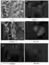 Fig. 09 - MULTIPOTENT ADULT STEM CELLS: CHARACTERIZATION AND USE