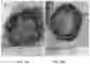 Fig. 16 - MULTIPOTENT ADULT STEM CELLS: CHARACTERIZATION AND USE