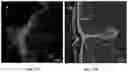 Fig. 17 - MULTIPOTENT ADULT STEM CELLS: CHARACTERIZATION AND USE