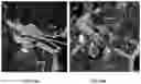 Fig. 18 - MULTIPOTENT ADULT STEM CELLS: CHARACTERIZATION AND USE