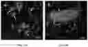 Fig. 19 - MULTIPOTENT ADULT STEM CELLS: CHARACTERIZATION AND USE