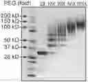 Fig. 01 - Human methylthioadenosine/adenosine depleting enzyme variants for cancer therapy
