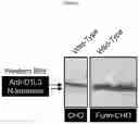 Fig. 16 - Engineered human extracellular DNASE enzymes