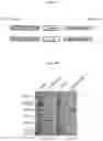 Fig. 17 - Engineered human extracellular DNASE enzymes
