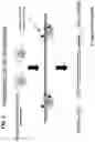 Fig. 03 - TRANSPOSON END COMPOSITIONS AND METHODS FOR MODIFYING NUCLEIC ACIDS