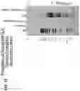 Fig. 13 - TRANSPOSON END COMPOSITIONS AND METHODS FOR MODIFYING NUCLEIC ACIDS