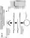 Fig. 23 - TRANSPOSON END COMPOSITIONS AND METHODS FOR MODIFYING NUCLEIC ACIDS