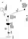 Fig. 05 - Identification of a JAK2 Mutation in Polycythemia Vera