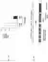 Fig. 06 - Identification of a JAK2 Mutation in Polycythemia Vera