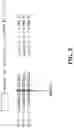 Fig. 10 - Identification of a JAK2 Mutation in Polycythemia Vera