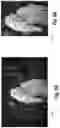 Fig. 08 - Generating an image mask for a digital image by utilizing a multi-branch masking pipeline with neural networks