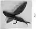 Fig. 08 - REALISTIC FLYING FISH LURE