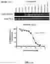 Fig. 02 - METHODS FOR TREATING VASCULAR MALFORMATIONS