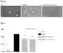 Fig. 06 - Pharmaceutical composition for preventing or treating nonalcoholic fatty liver disease, containing GPR119 ligand as active ingredient