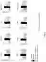Fig. 09 - Pharmaceutical composition for preventing or treating nonalcoholic fatty liver disease, containing GPR119 ligand as active ingredient