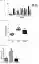 Fig. 02 - Composition for preventing, alleviating, or treating obesity or fatty liver disease, comprising Leuconostoc citreum WIKIM0104