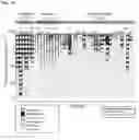 Fig. 04 - METHODS AND COMPOSITIONS FOR TREATING AND PREVENTING INFLAMMATORY DISEASES