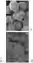 Fig. 08 - METHODS AND COMPOSITIONS FOR TREATING AND PREVENTING INFLAMMATORY DISEASES
