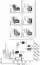 Fig. 24 - METHODS AND COMPOSITIONS FOR TREATING AND PREVENTING INFLAMMATORY DISEASES