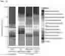 Fig. 35 - METHODS AND COMPOSITIONS FOR TREATING AND PREVENTING INFLAMMATORY DISEASES