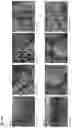 Fig. 51 - METHODS AND COMPOSITIONS FOR TREATING AND PREVENTING INFLAMMATORY DISEASES