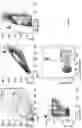 Fig. 98 - METHODS AND COMPOSITIONS FOR TREATING AND PREVENTING INFLAMMATORY DISEASES