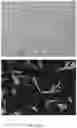 Fig. 45 - Electroporation Devices And Methods Of Cell Transfection