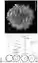 Fig. 09 - AUTOMATED GENERATION AND ANALYSIS OF ORGANOIDS