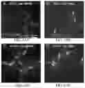 Fig. 83 - Genetically encoded biosensors
