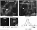 Fig. 84 - Genetically encoded biosensors