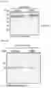 Fig. 06 - NOVEL ACTIVITY-BASED PROBES FOR NEUTROPHIL ELASTASE AND THEIR USE