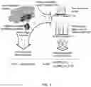 Fig. 02 - DIMERIC COLLAGEN HYBRIDIZING PEPTIDES AND METHODS OF USE THEREOF