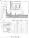 Fig. 05 - DIMERIC COLLAGEN HYBRIDIZING PEPTIDES AND METHODS OF USE THEREOF