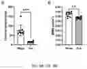 Fig. 10 - DIMERIC COLLAGEN HYBRIDIZING PEPTIDES AND METHODS OF USE THEREOF