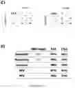Fig. 07 - BIOMARKERS