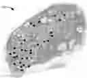 Fig. 01 - Augmented digital microscopy for lesion analysis